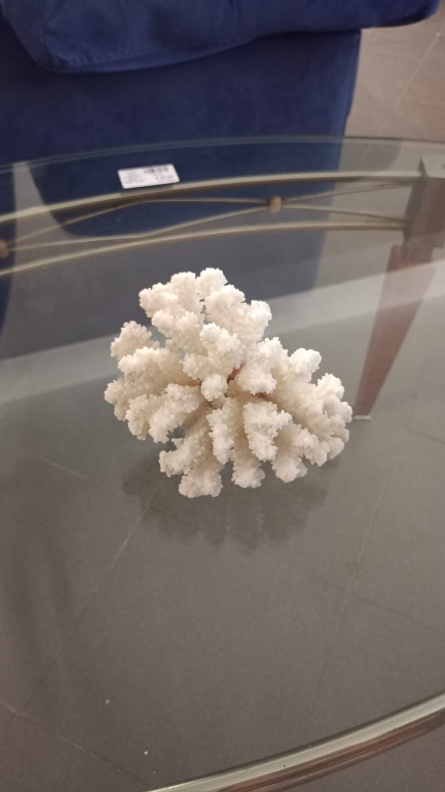 Corallo bianco