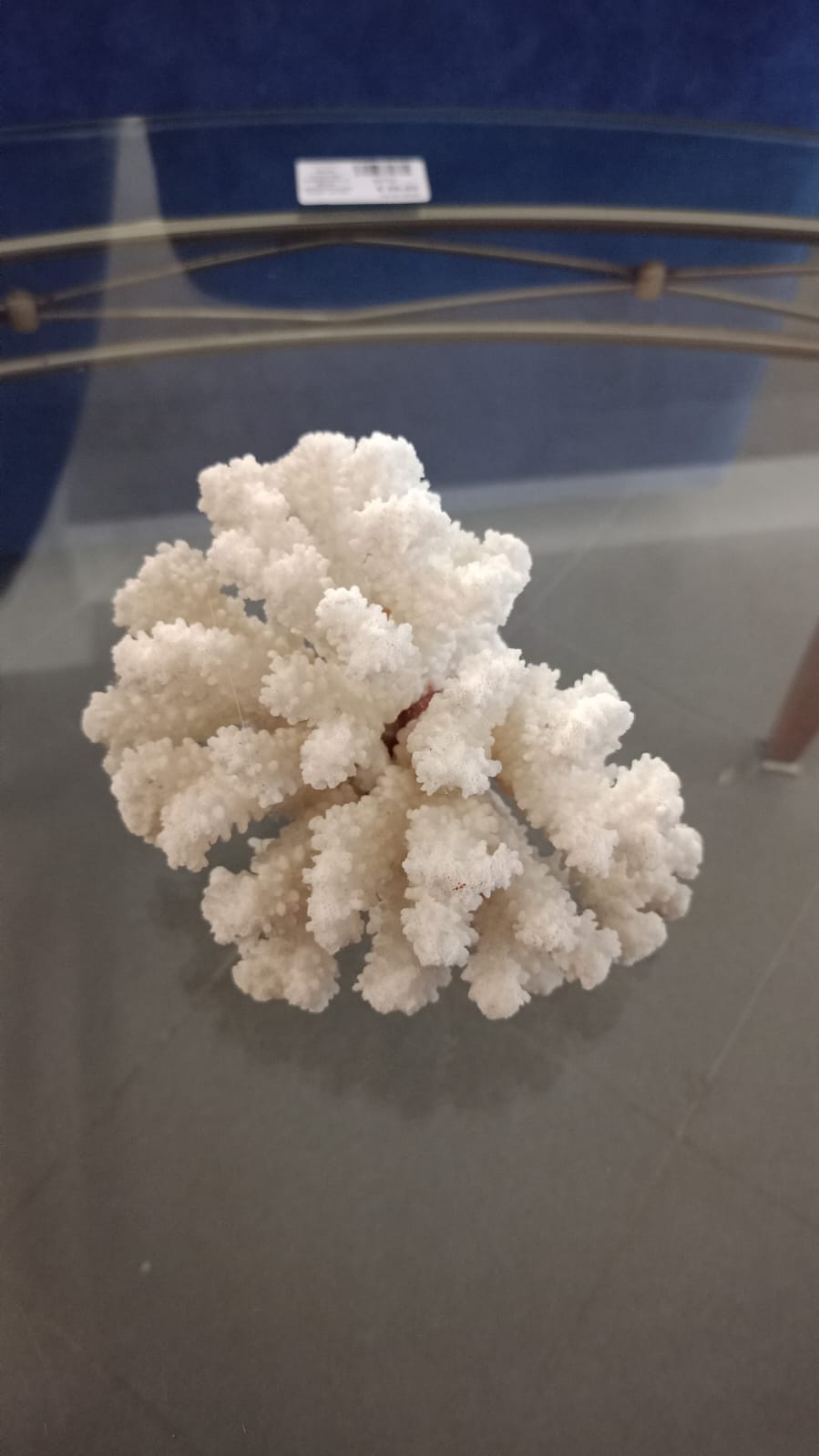 Corallo bianco