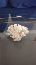 Corallo bianco