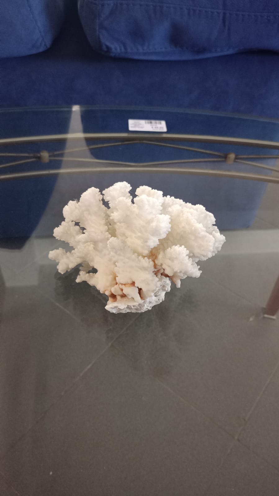 Corallo bianco